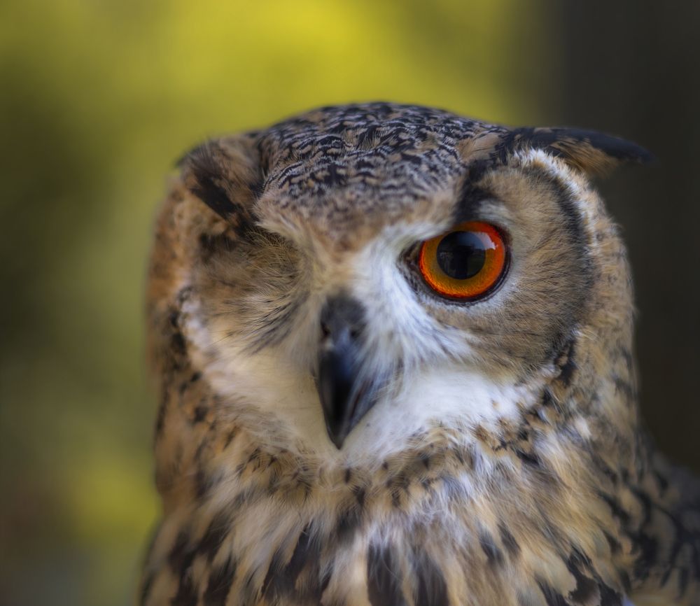 One Eye Оwl