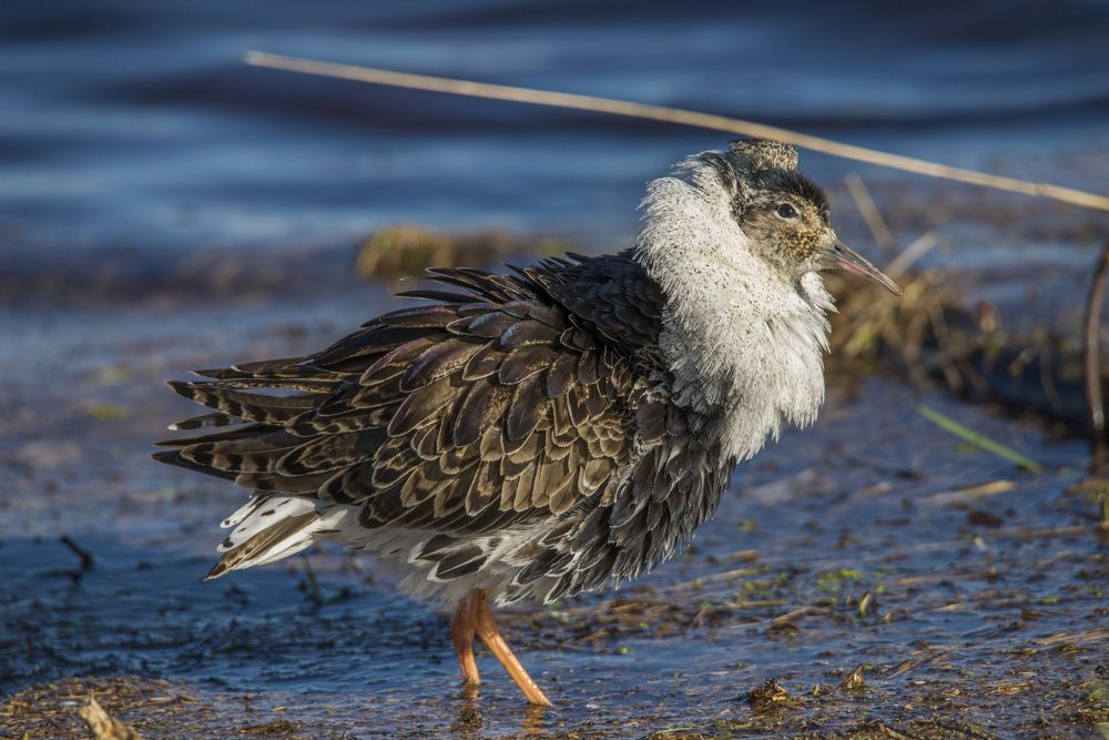 Photograph by Николай Лысцев