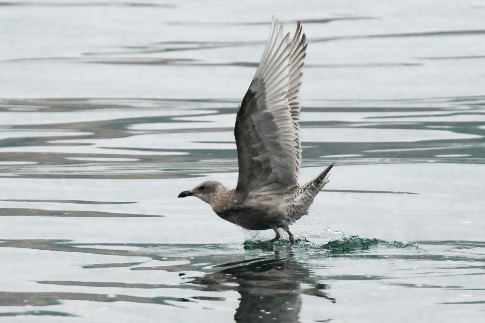 Photograph by Юлия Хобта