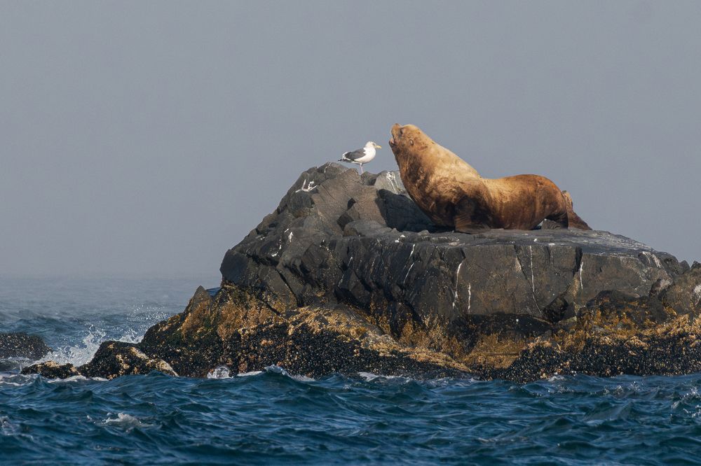 Нвозмутимая