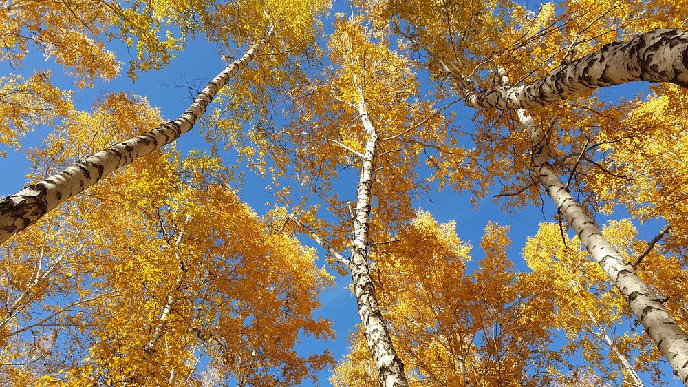 Photograph by Денис Давыдов