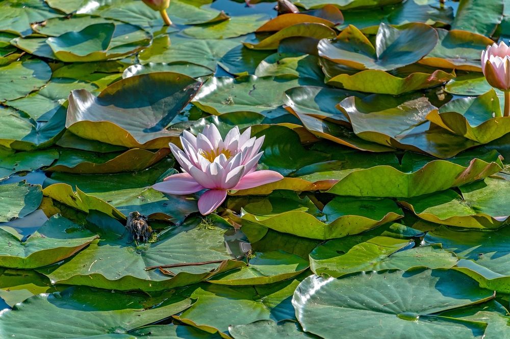 Там лили цветут