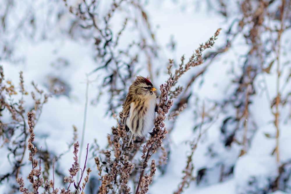 Photograph by Андрей Бовин
