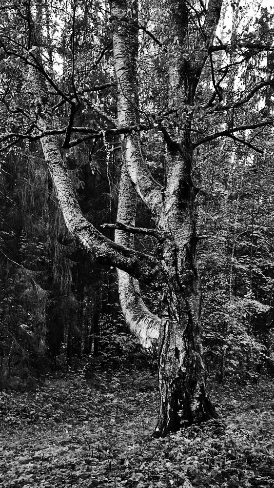 Photograph by Елена Юдина