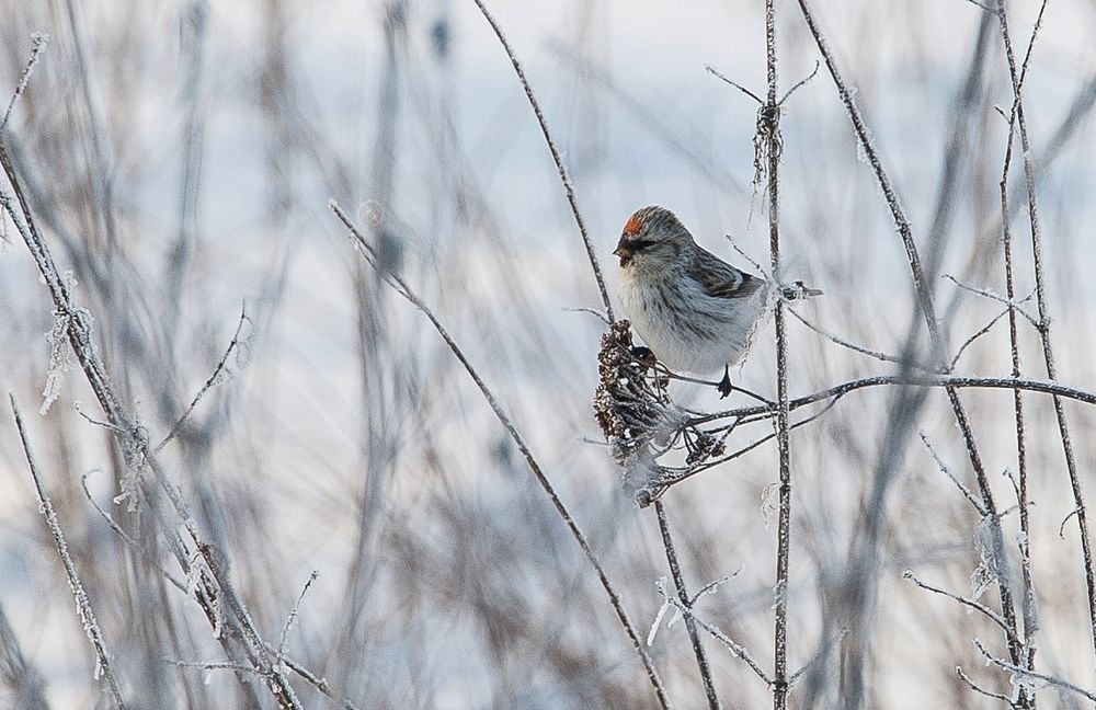Photograph by Валерий Клейменов