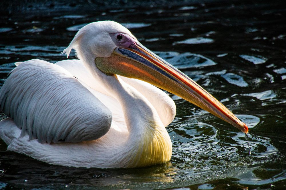 Photograph by Наталья Веряскина