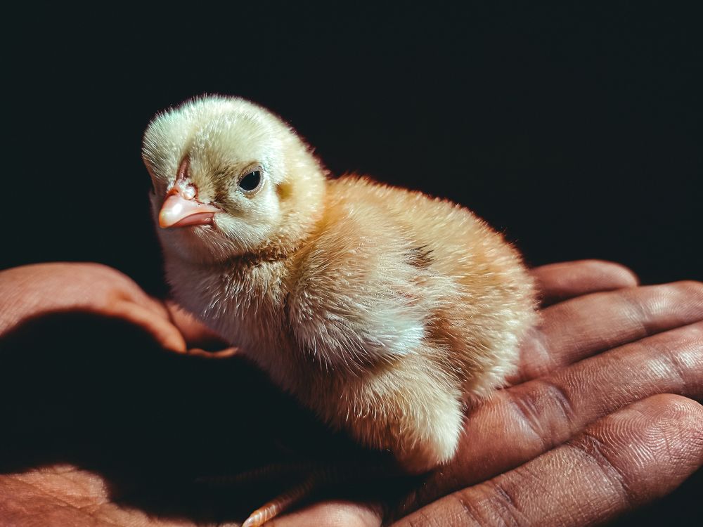 New born