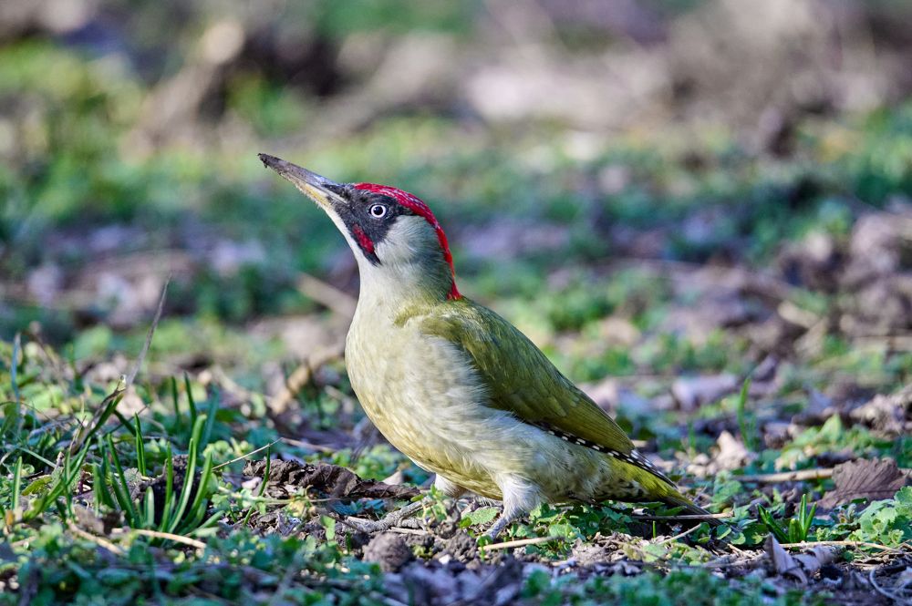 Фотография автора Владимир Глинский