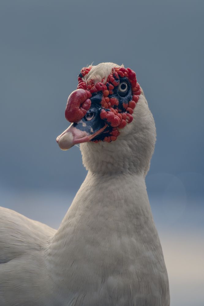 Photograph by Domenico Marrano