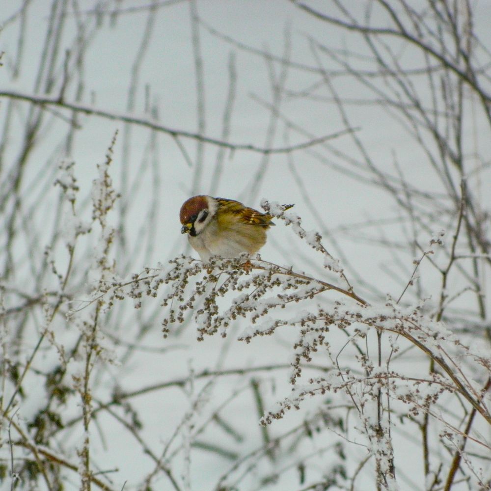 Photograph by Илья Воякин