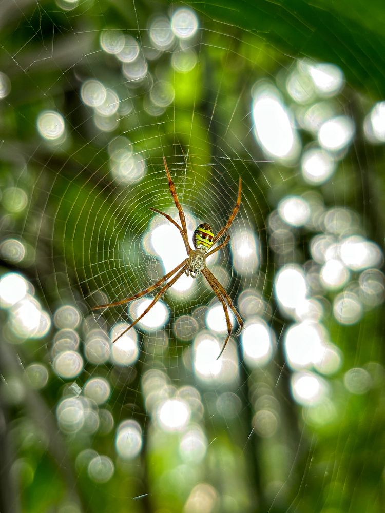 Spider - Shot on iphone 15.