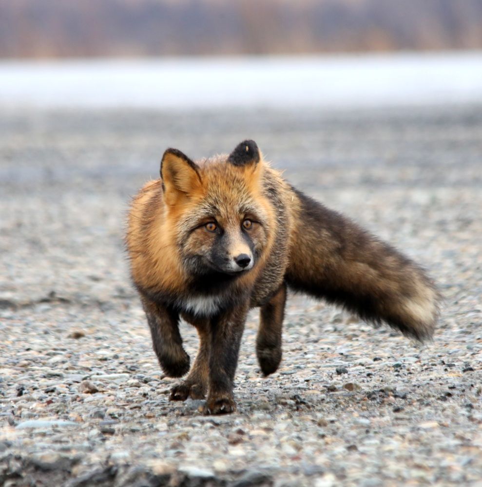 Photograph by Лариса Ким