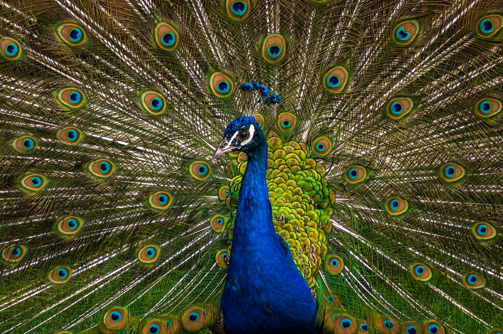 Райская птица-павлин