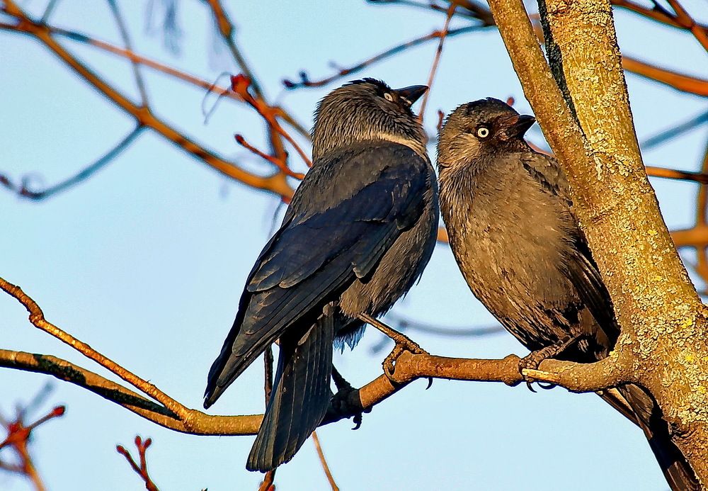 Две подружки