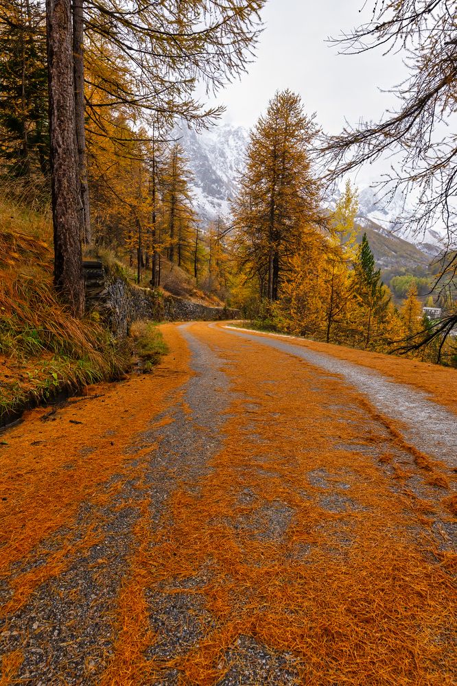 Photograph by Davide Torchia