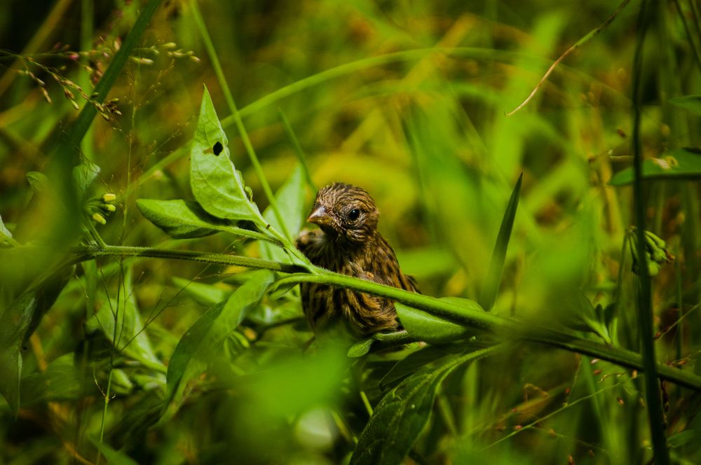 Photo #11159608