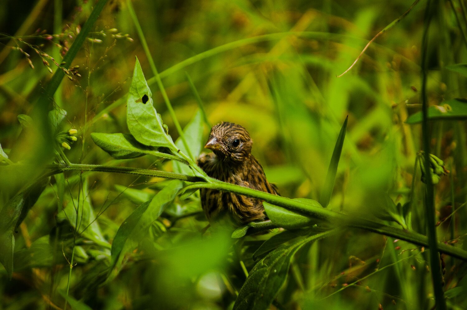 Photo #11159608