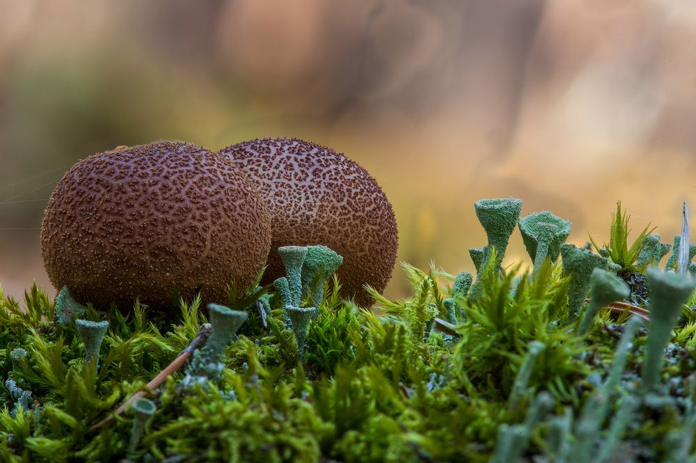 Photograph by Евгения Севрюкова