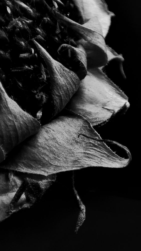 "Подсолнух"