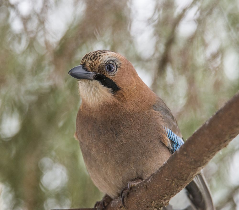 Photograph by Николай Лысцев