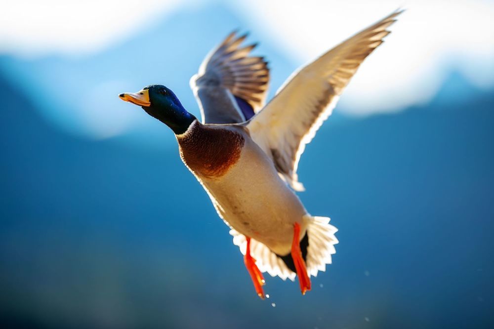 Фотография автора SAJJAD MAHMOOD