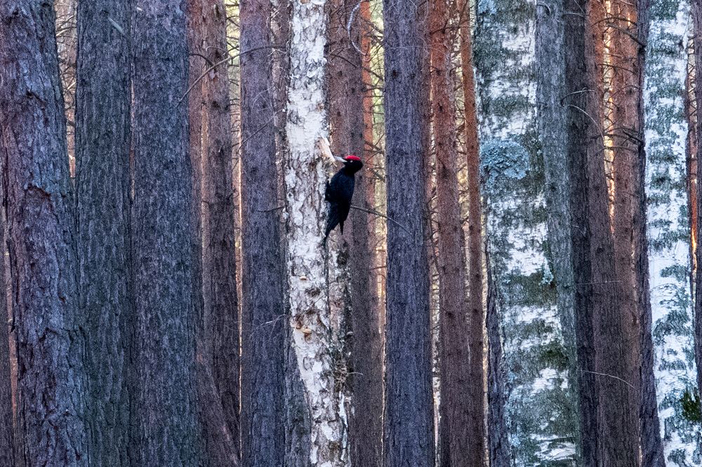 Фотография автора Дмитрий Кирюхин