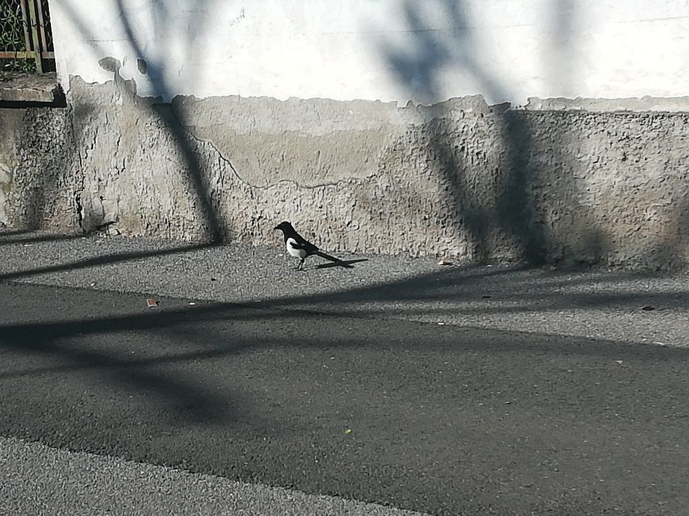 Photograph by Anila Ismailaj