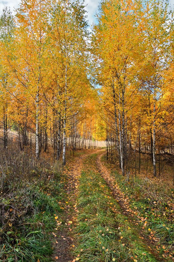 Фотография автора Олег Капуста