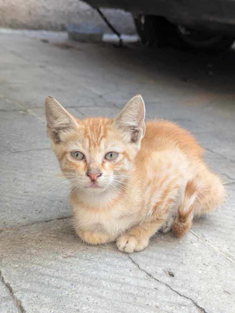 Photograph by Ghada Guertal