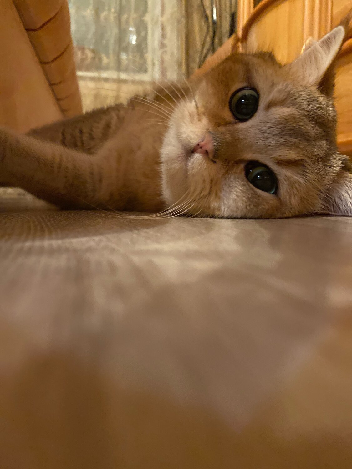 Photo #11160302