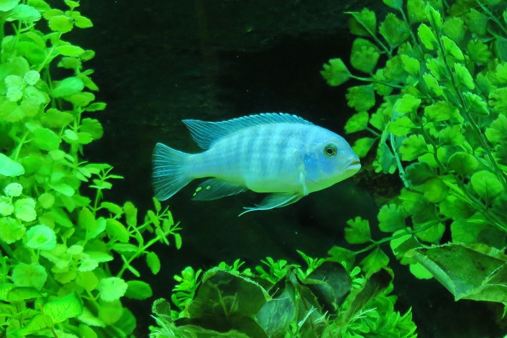 Photograph by Орл Про