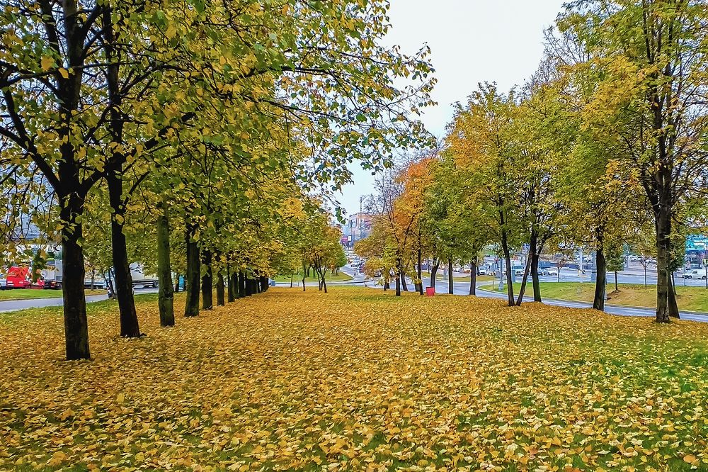 Осенью на алее..