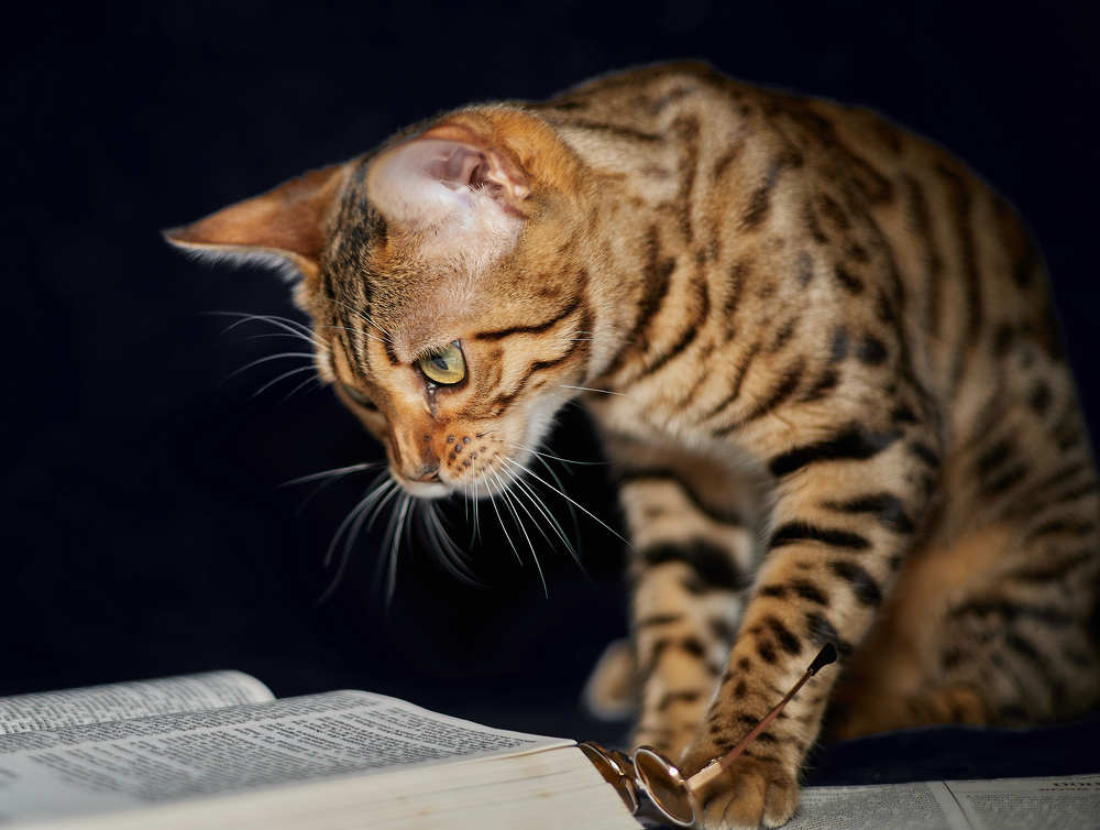 Фотография автора Ekaterina Palant