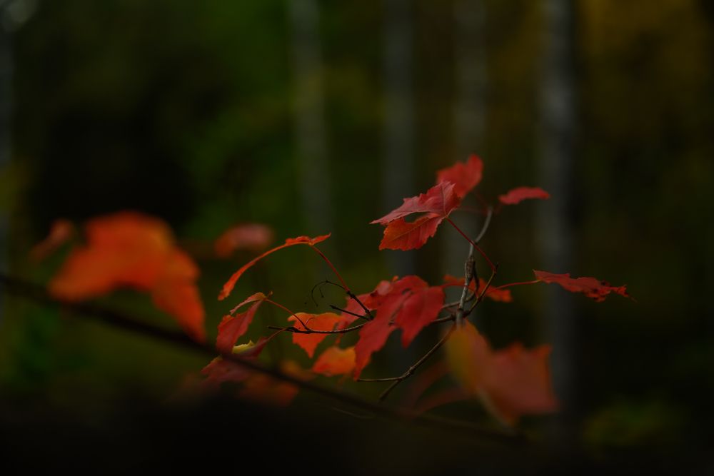 Фотография автора Анна Рыкова