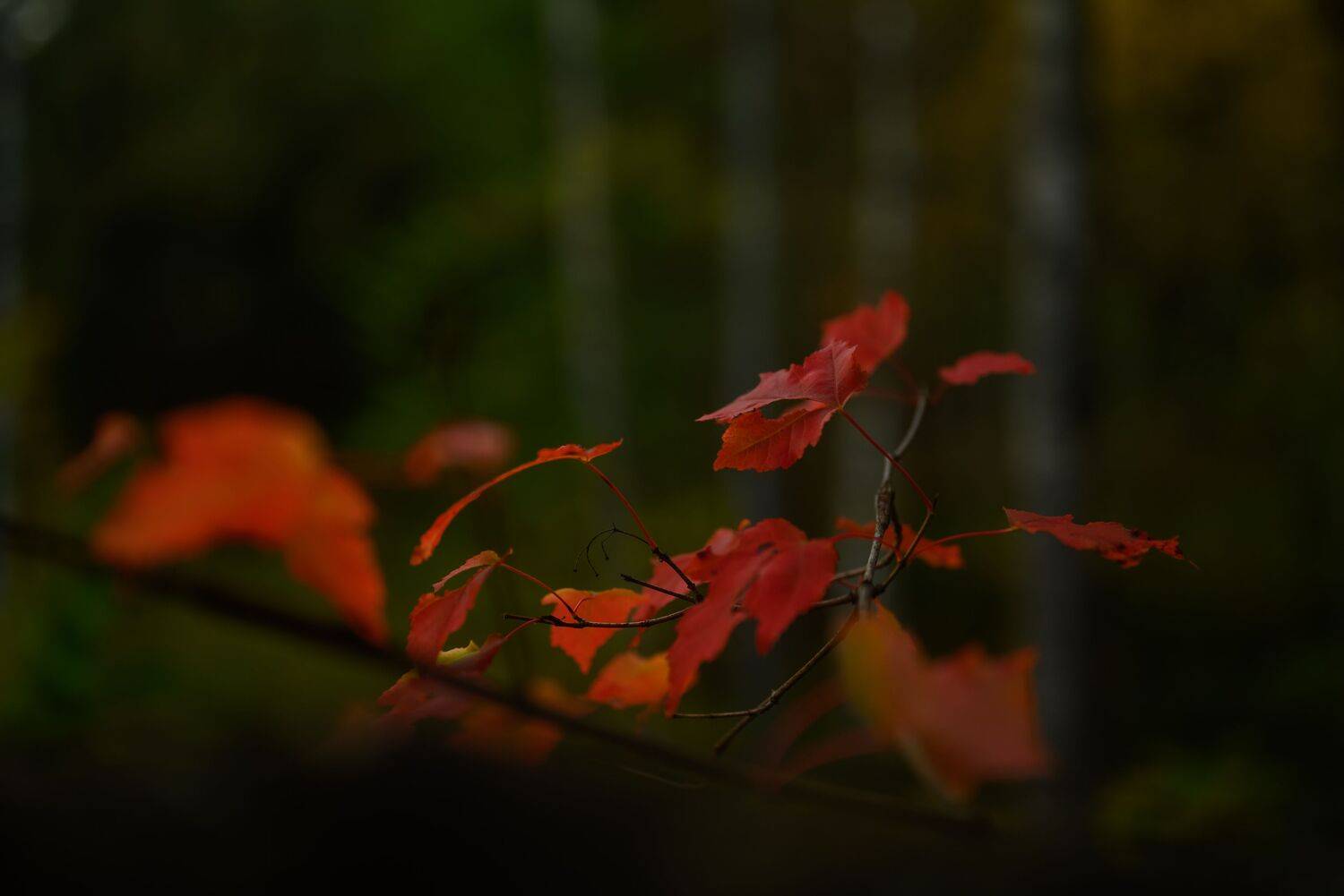 Фотография #11160413