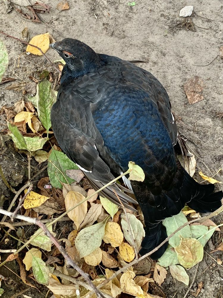 Photograph by Наталья Бирук