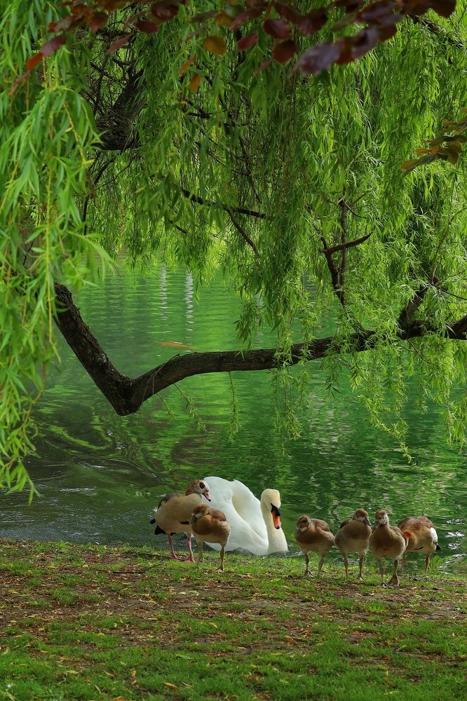 Фотография автора Мария Стратан