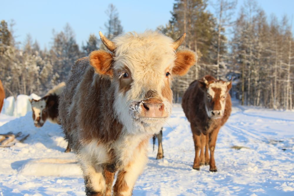 Photograph by Эдуард Герасимов