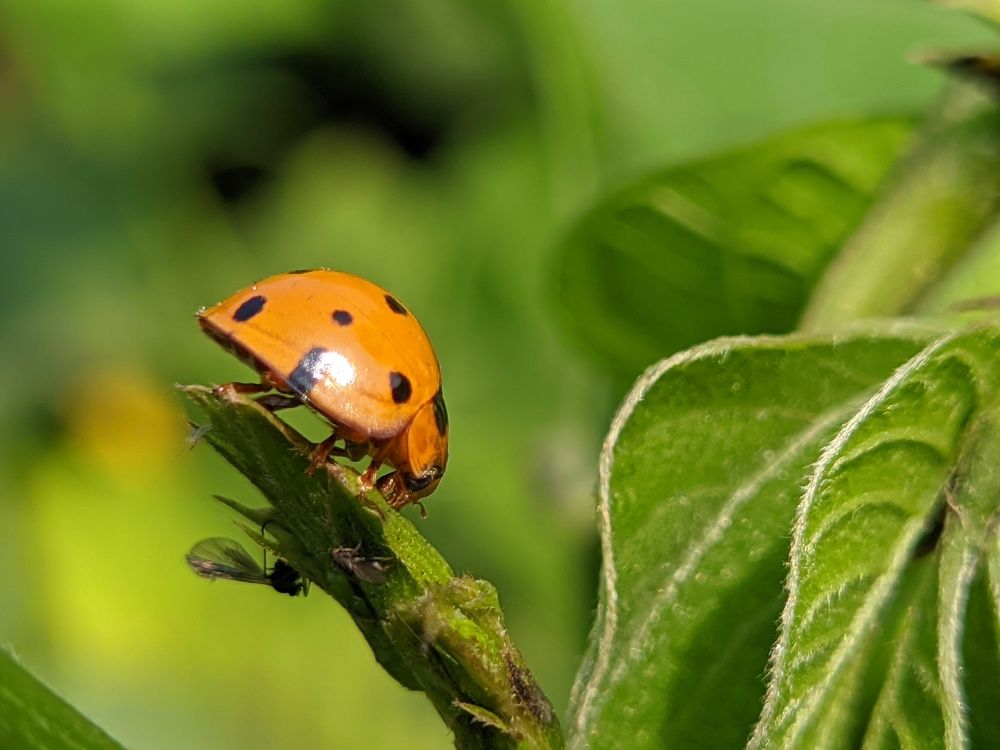 Photograph by Md Millat Islam