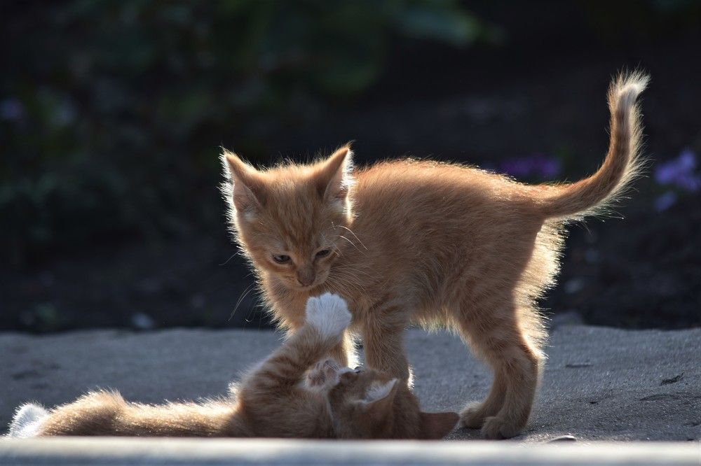 Photograph by Лариса Стрекулева