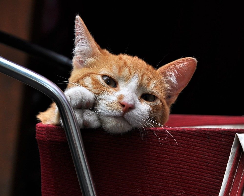 Photograph by Лариса Стрекулева