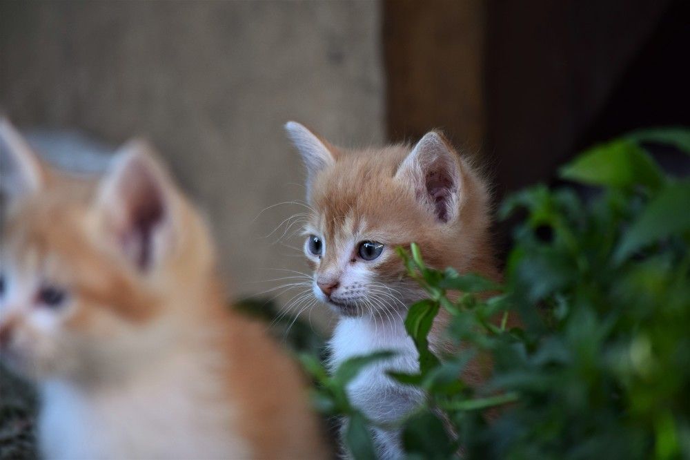 Photograph by Лариса Стрекулева