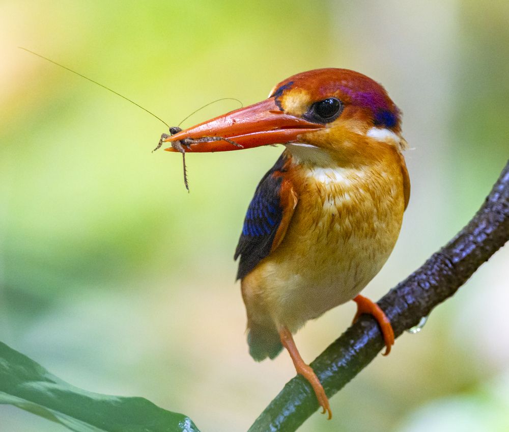 Photograph by Torres