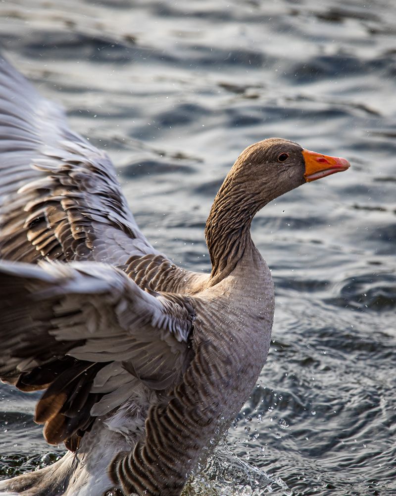 Photograph by Khalid Yousif