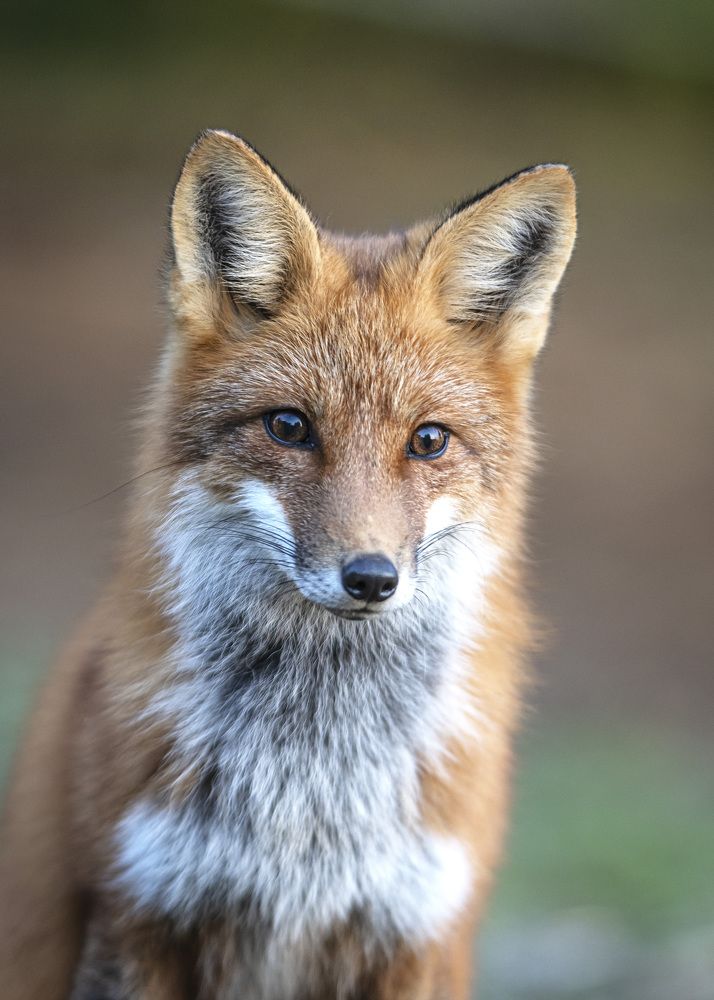 Фотография автора Clement Roy