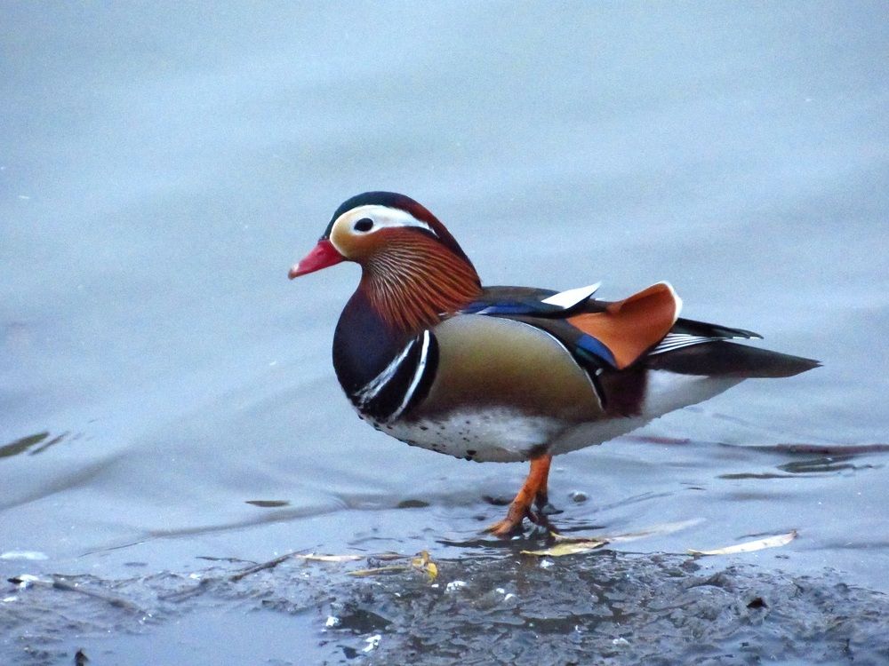 Photograph by Денис Веску