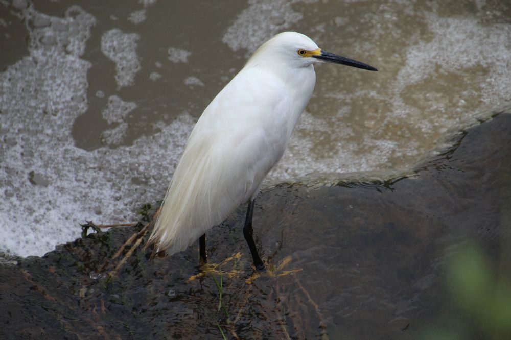 Photograph by Oscar Toyofuku