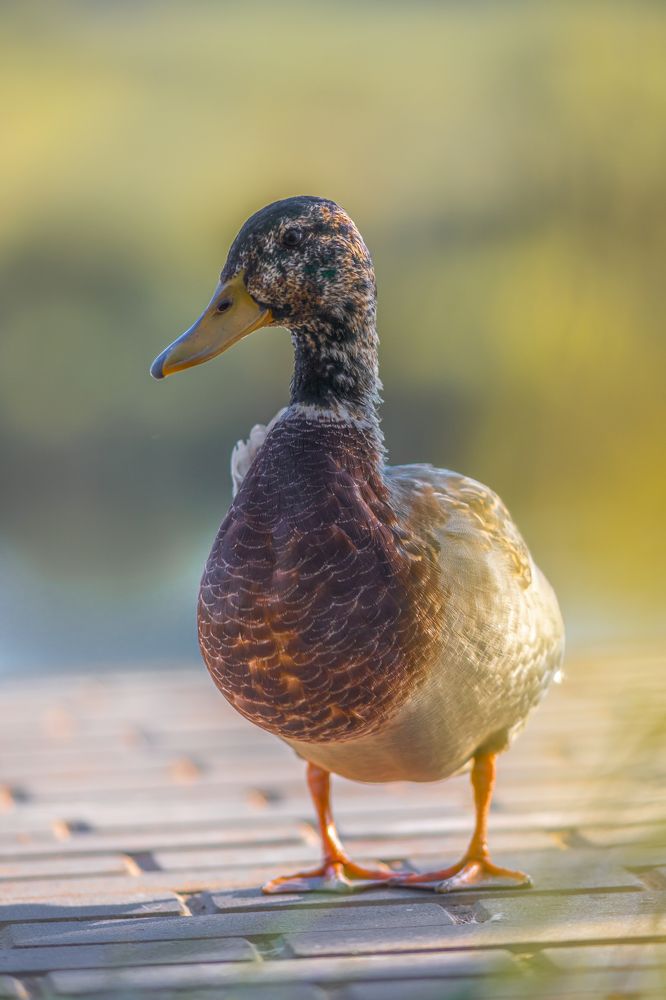 Фотография автора Rom@shkin