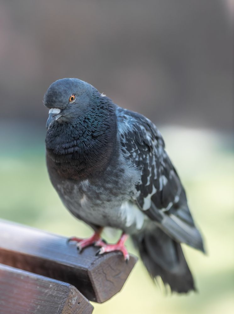 Фотография автора Rom@shkin