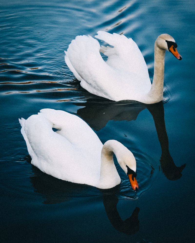 Photograph by Олеся Бронзова